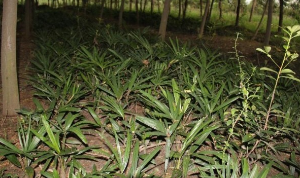 棕榈种子种植技术，这样做发芽率更高