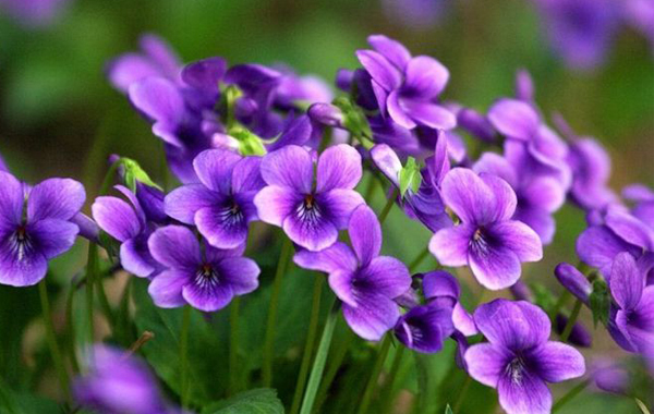 紫花地丁种植技术和方法