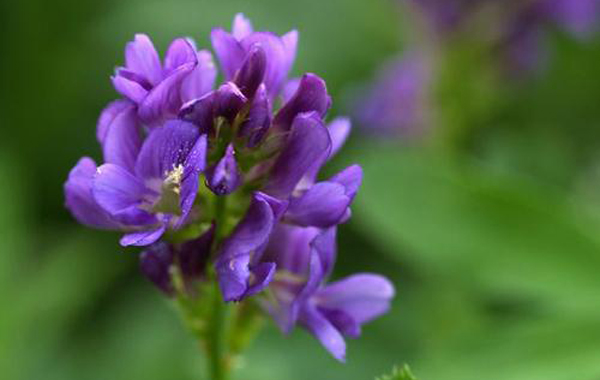 紫花苜蓿种子种植芽率测试