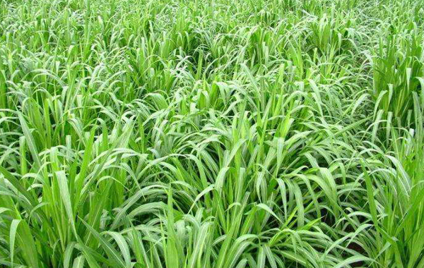 绿洲一号，巨菌草和皇竹草有什么区别？