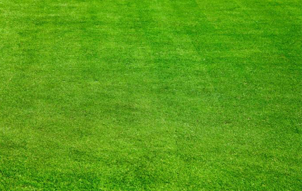 球场如何实现草坪一年四季长青？