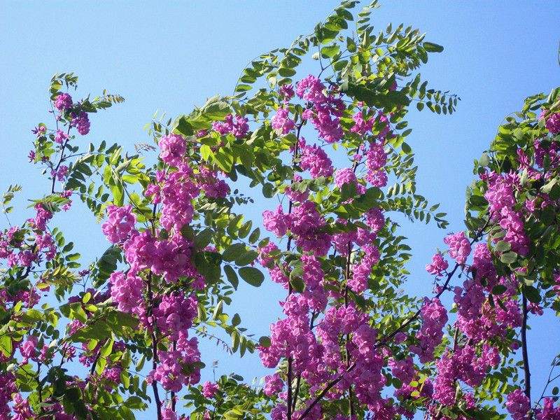 紫穗槐种植技术和方法
