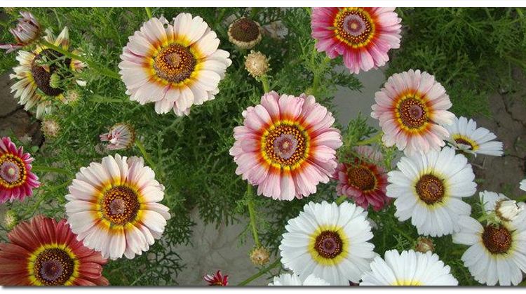 花环菊种植技术和方法