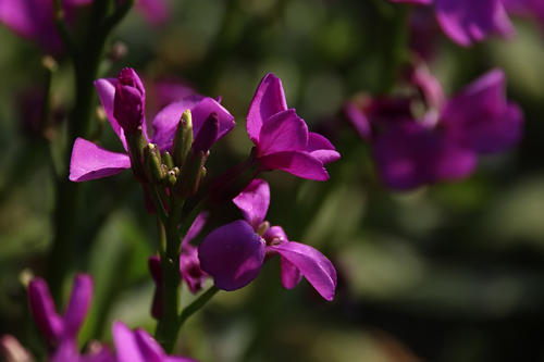 紫罗兰种植技术和方法