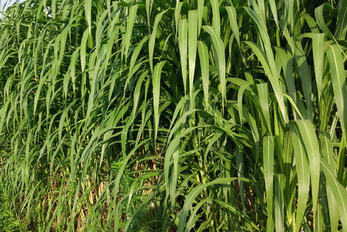 皇竹草的营养价值有哪些？