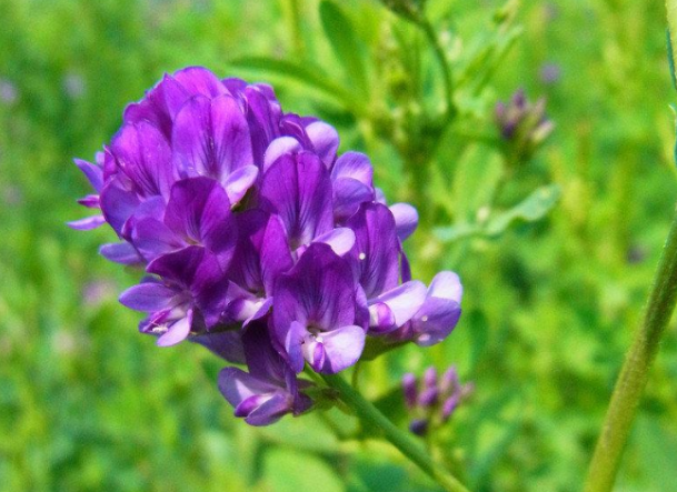 适合东北、华北、西北种植的牧草-紫花苜蓿公农1号