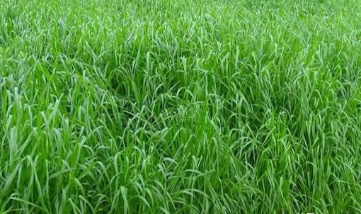 一年生黑麦草多少钱一斤？