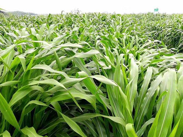 墨西哥玉米草产量能达多少？