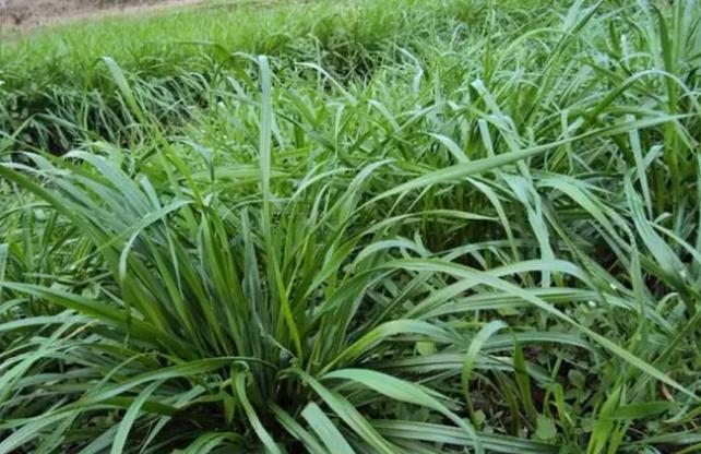 皇竹草作为牧草具有哪些缺点？