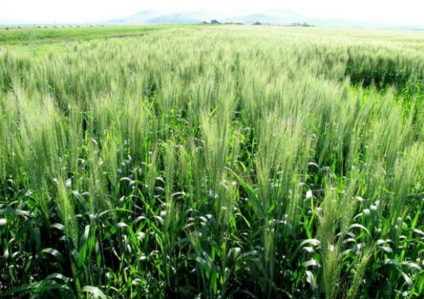 饲用大麦品质如何？南北方的播种时间什么时候？