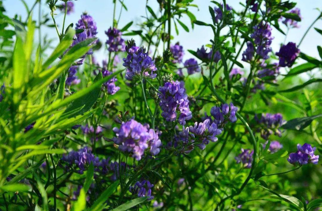 紫花苜蓿如何加工干草？什么时候收割？