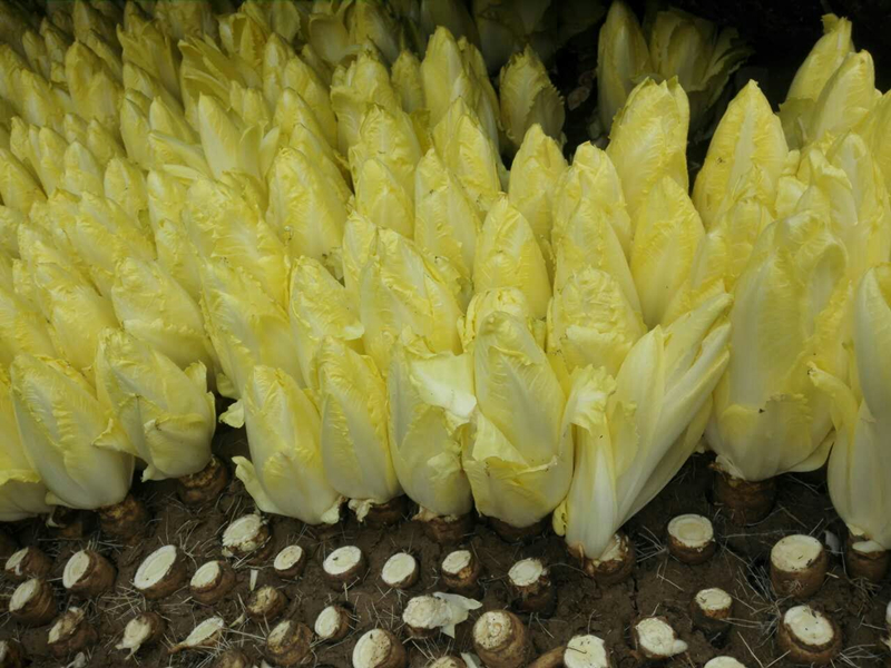 菊苣芽包是怎么种植的？