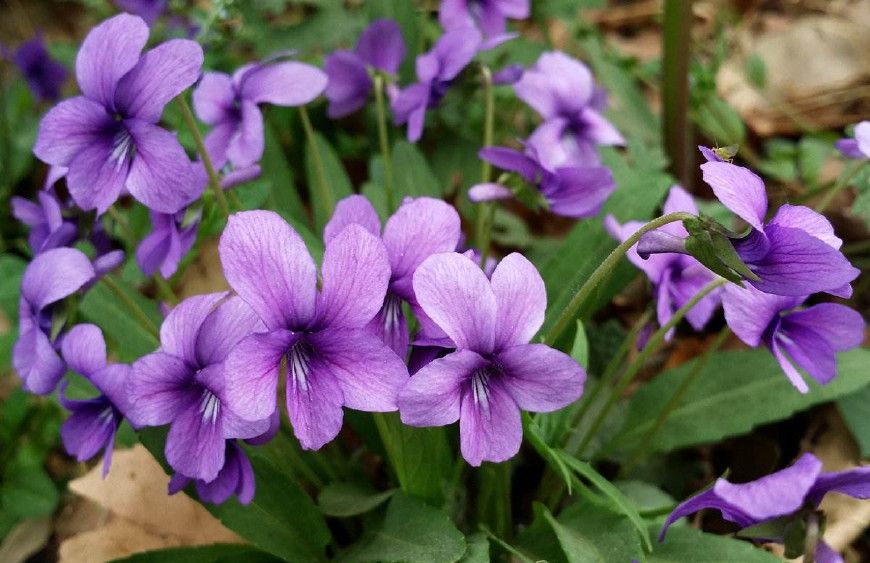 紫花地丁的种植时间和栽培方法