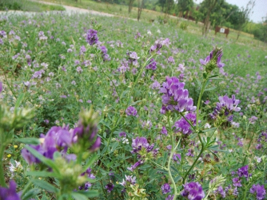 紫花苜蓿澳洲极光年产量有多少？