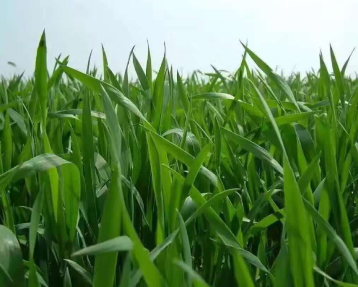 大麦一亩地产多少干草？
