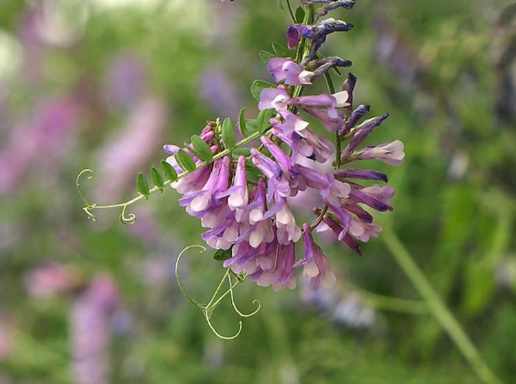 光叶紫花苕种植要注意哪些？