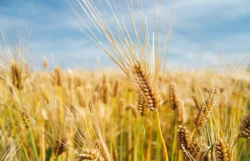 大麦的种植时间种植方法