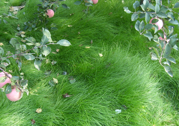 广东果园适合种什么绿肥？