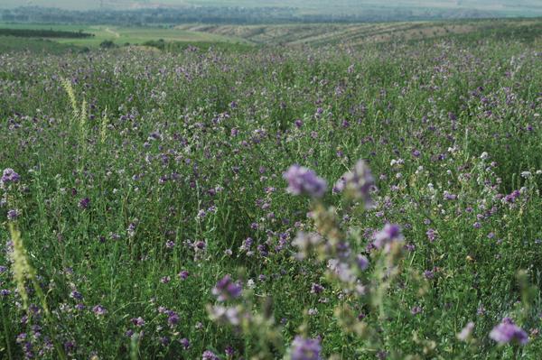 紫花苜蓿田间杂草怎么清除？