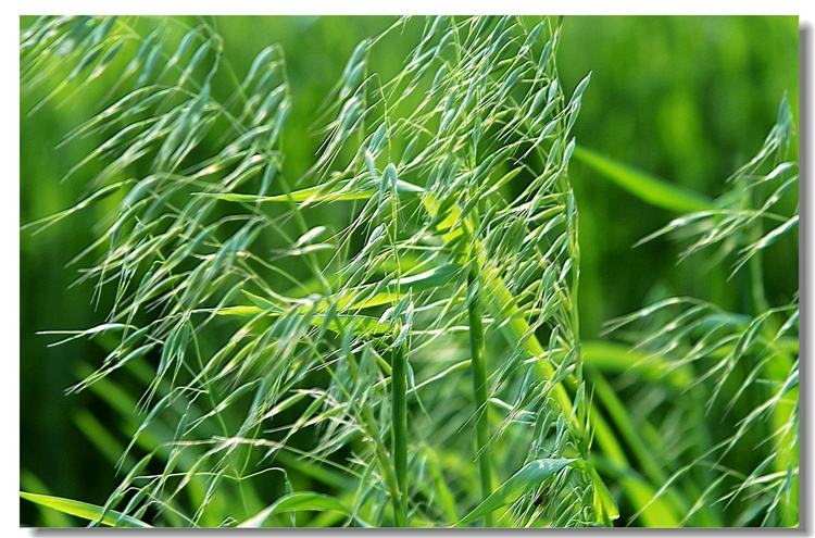 春燕麦的主要栽培方法？
