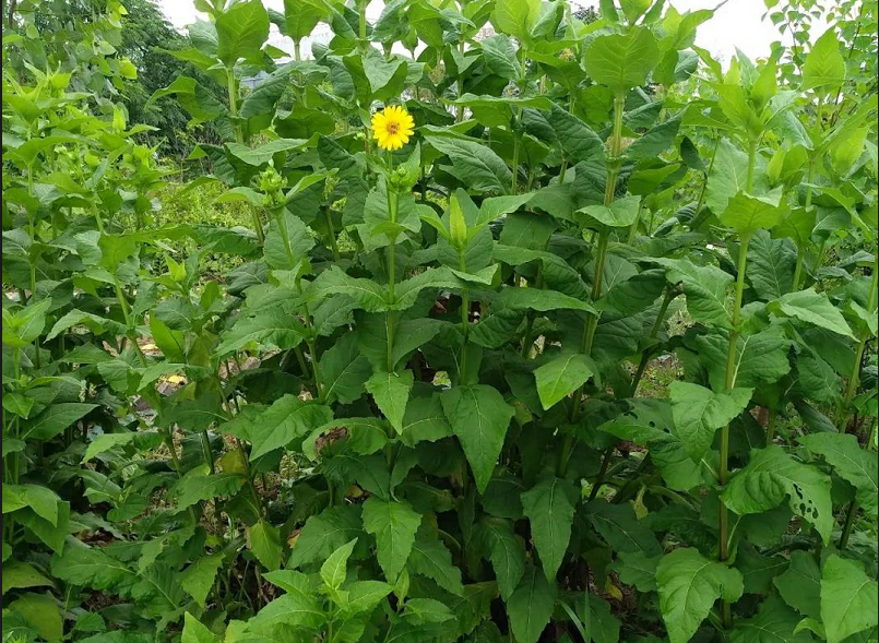 串叶松香草的播种方法和收割方法？