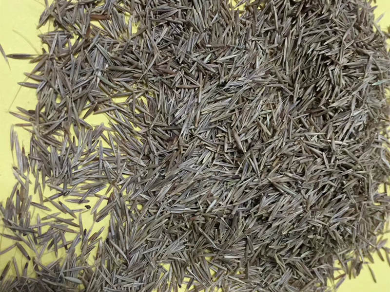 鼠茅草种籽