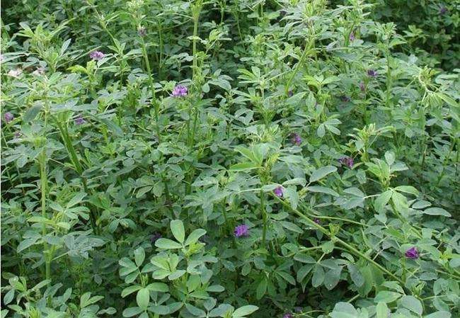紫花苜蓿公农1号种植时间