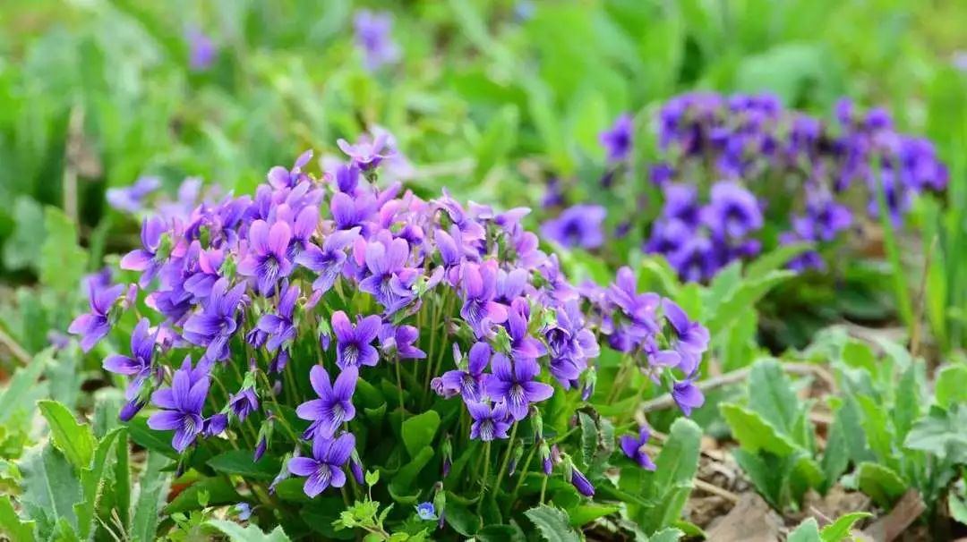 紫花地丁种植时间