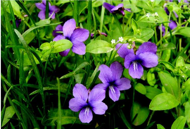 紫花地丁栽培技术