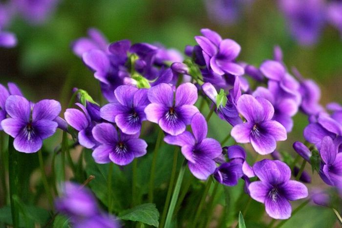 紫花地丁种植