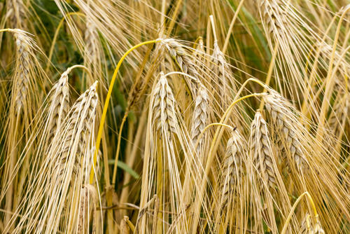 大麦种植效益