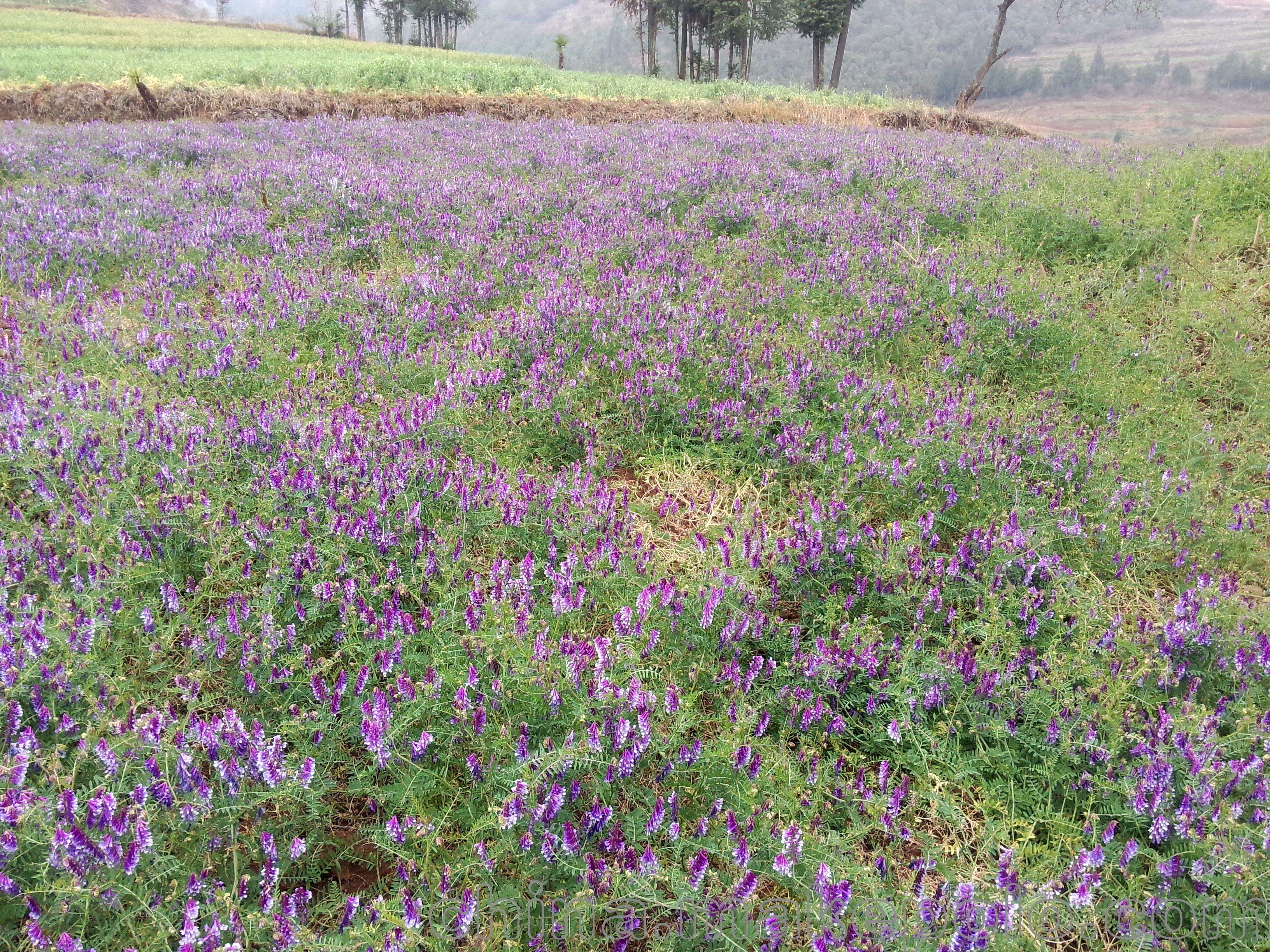 光叶紫花苕种植