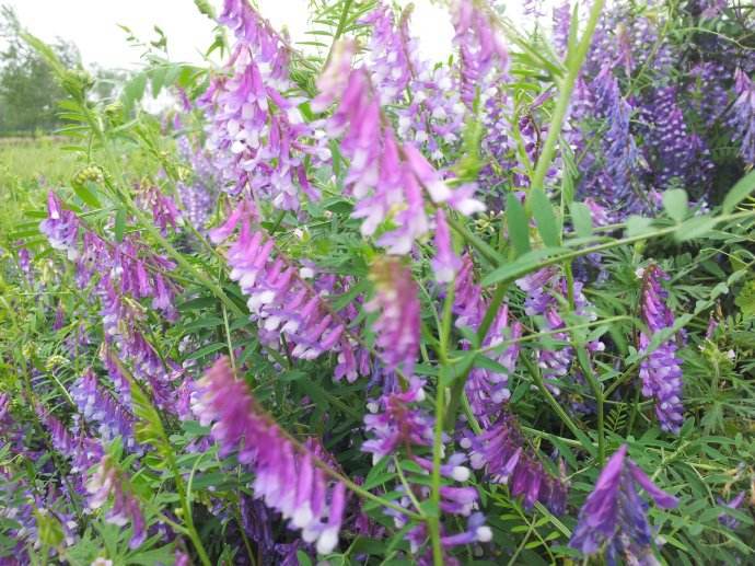 光叶紫花苕种子