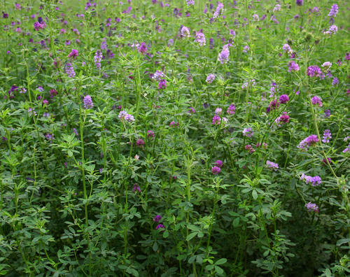 紫花苜蓿田间管理