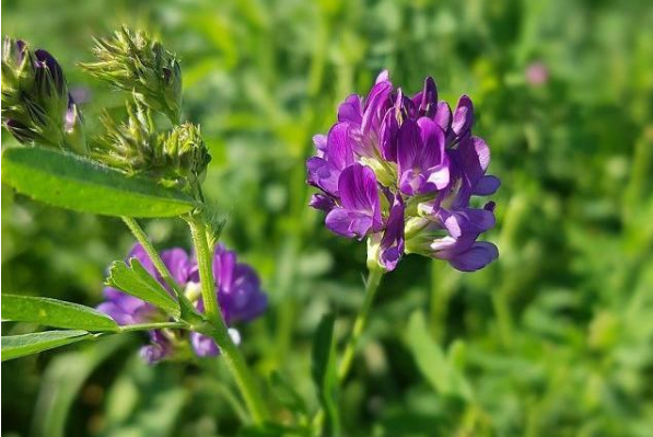 紫花苜蓿种植